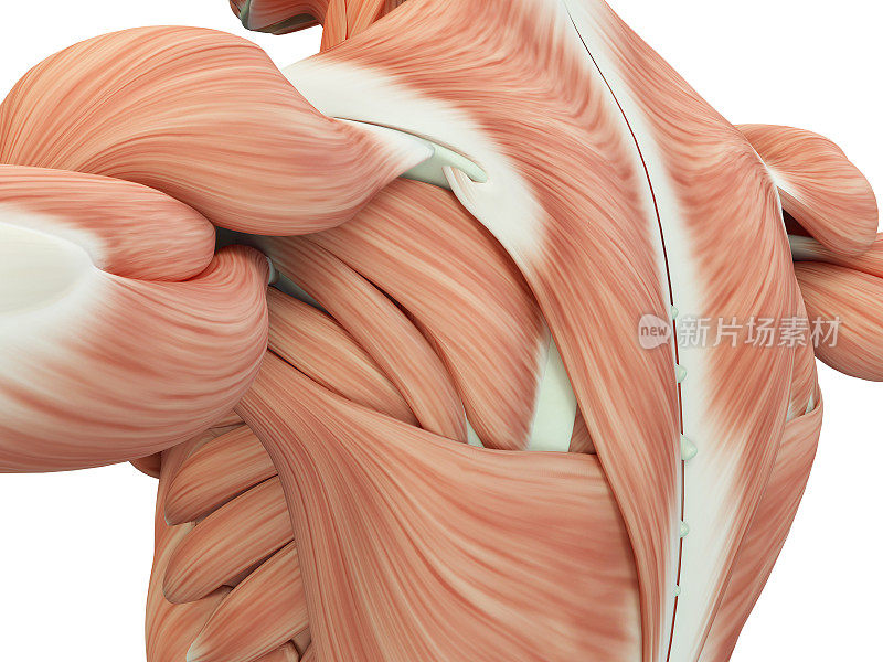 人体解剖学肩膀和背部。3 d演示。